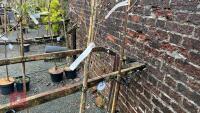 2 SORBUS TREES - 3