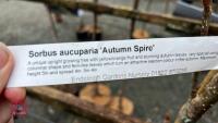 2 SORBUS TREES - 6