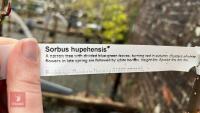 2 SORBUS TREES - 7