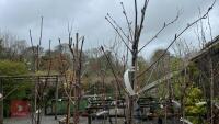 2 SORBUS TREES