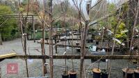 2 SORBUS TREES - 2