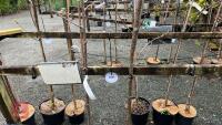 2 SORBUS TREES - 3