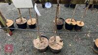 2 SORBUS TREES - 4