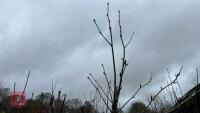 2 SORBUS TREES - 5
