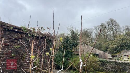 3 SORBUS TREES