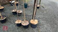 3 SORBUS TREES - 4