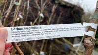 3 SORBUS TREES - 5