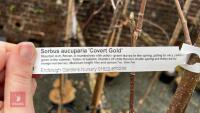 3 SORBUS TREES - 6