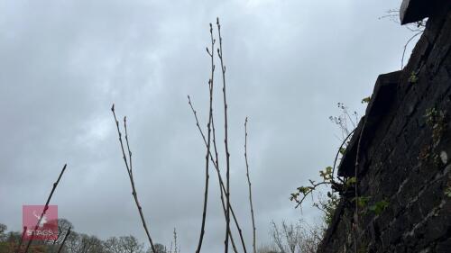 2 SORBUS COMMIXTA TREES
