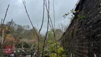 2 SORBUS COMMIXTA TREES - 2