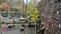 2 SORBUS COMMIXTA TREES - 3