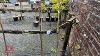 2 SORBUS COMMIXTA TREES - 4