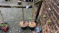 2 SORBUS COMMIXTA TREES - 5
