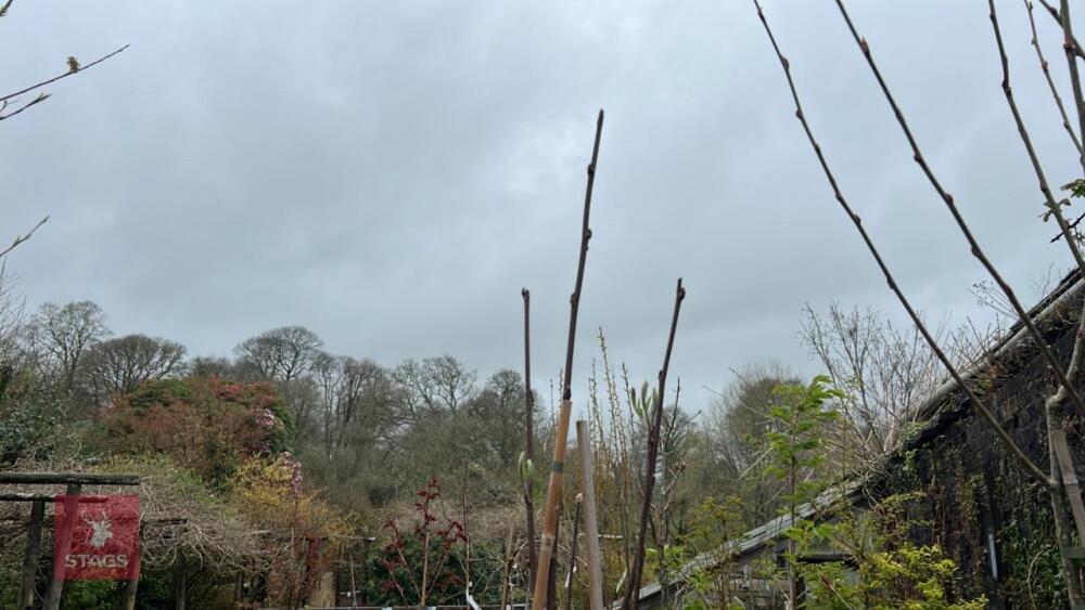 2 SORBUS AUCUPARIA TREES