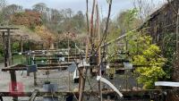 2 SORBUS AUCUPARIA TREES - 2