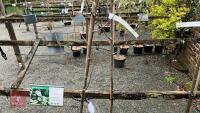 2 SORBUS AUCUPARIA TREES - 3