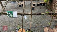 2 SORBUS AUCUPARIA TREES - 4