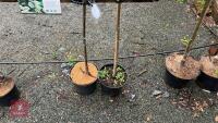 2 SORBUS AUCUPARIA TREES - 5