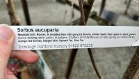 2 SORBUS AUCUPARIA TREES - 6