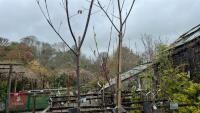 2 SALIX ACUTIFOLIA 'BLUE STREAK' - 2