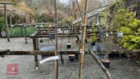 2 SALIX ACUTIFOLIA 'BLUE STREAK' - 3