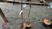2 SALIX ACUTIFOLIA 'BLUE STREAK' - 5