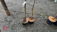 2 SALIX ACUTIFOLIA 'BLUE STREAK' - 6