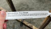 2 SALIX ACUTIFOLIA 'BLUE STREAK' - 7