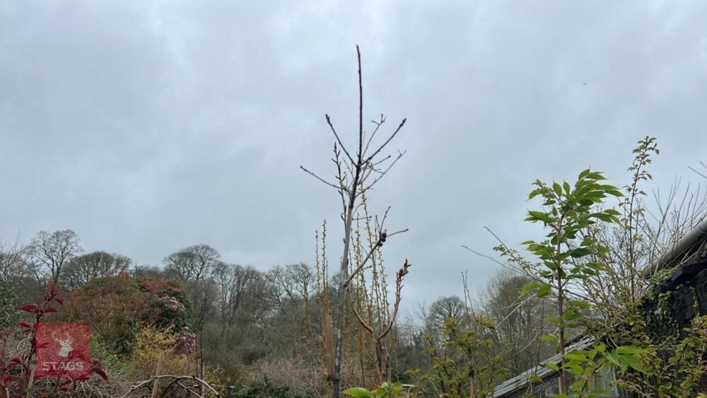QUERCUS ROBUR TREE