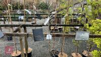 QUERCUS ROBUR TREE - 3
