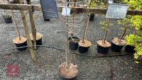QUERCUS ROBUR TREE - 4