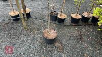 QUERCUS ROBUR TREE - 5
