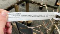 QUERCUS ROBUR TREE - 6