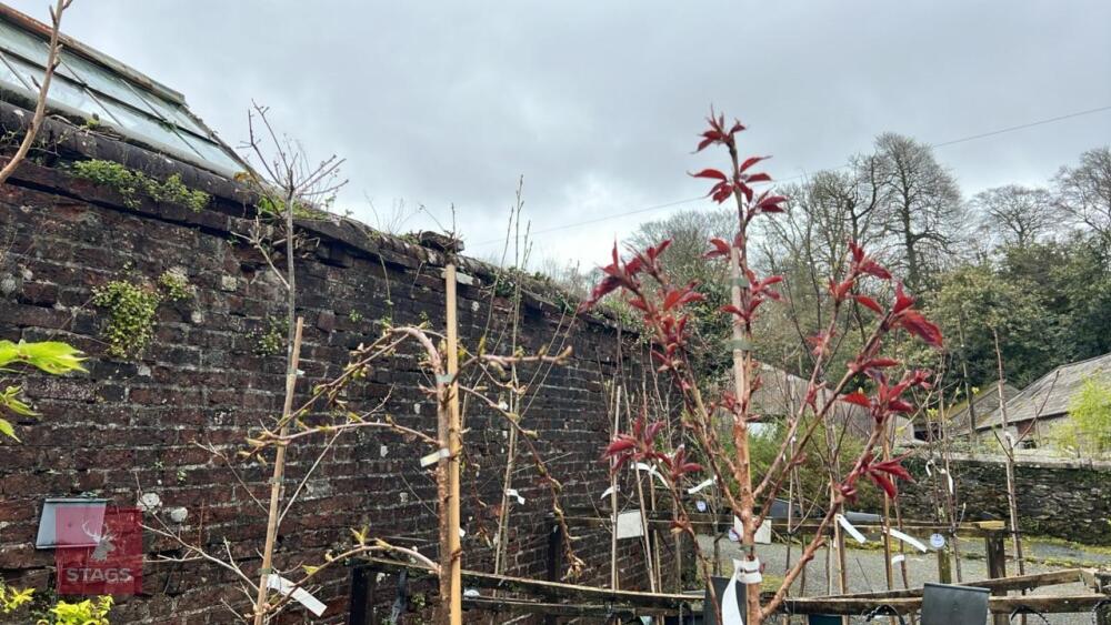 2 PRUNUS TREES