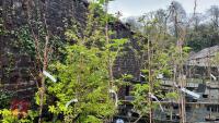 5 PRUNUS TREES - 2