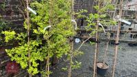5 PRUNUS TREES - 3
