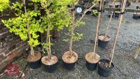 5 PRUNUS TREES - 4