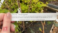 5 PRUNUS TREES - 5