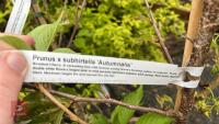 5 PRUNUS TREES - 6