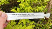 5 PRUNUS TREES - 8
