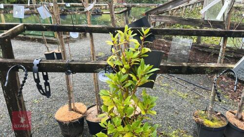 LAURUS NOBILIS TREE