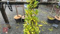 LAURUS NOBILIS TREE - 2
