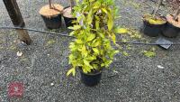 LAURUS NOBILIS TREE - 3