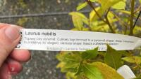 LAURUS NOBILIS TREE - 4