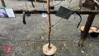 PRUNUS SERRULA TREE - 4