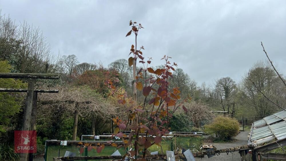 CERCIDIPHYLLUM JAPONICUM TREE