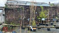 2 MALUS RED OBESILK