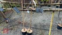 2 MALUS RED OBESILK - 3