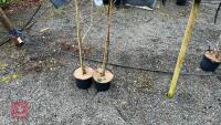 2 MALUS RED OBESILK - 4