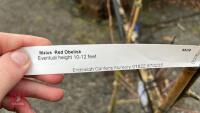 2 MALUS RED OBESILK - 5
